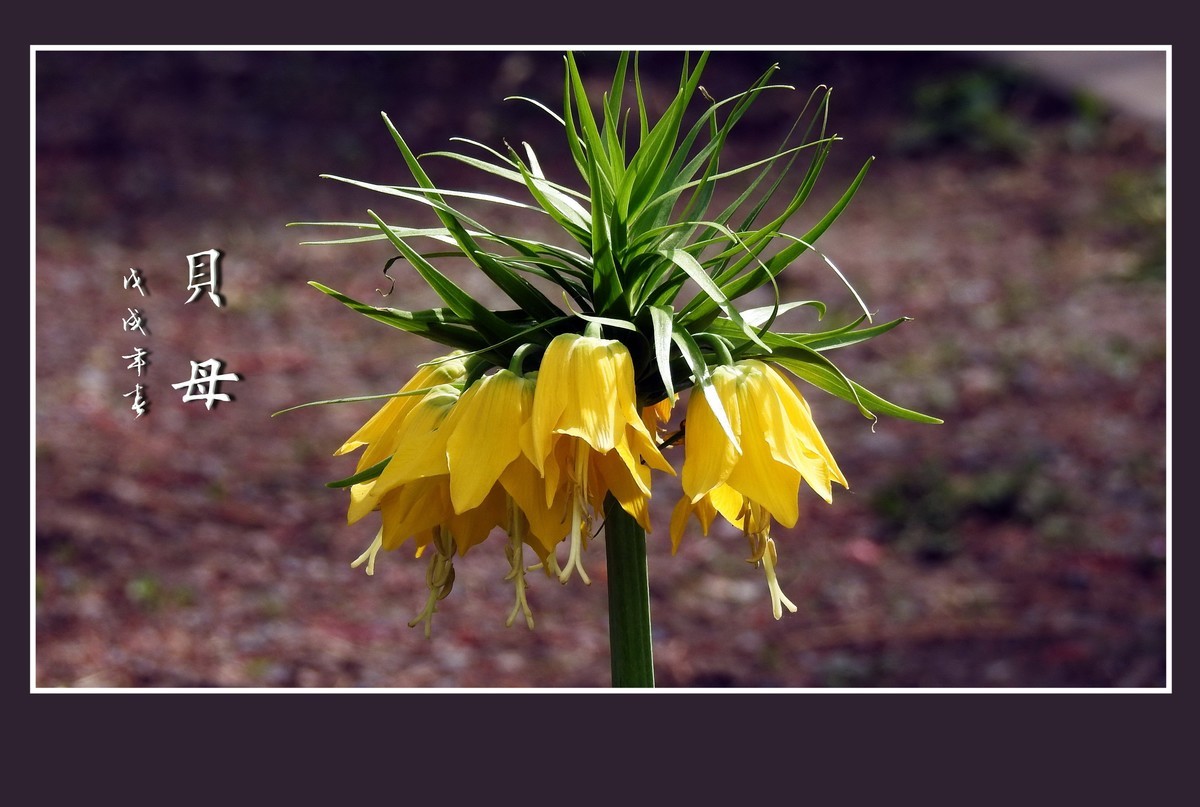 形形色色的贝母花