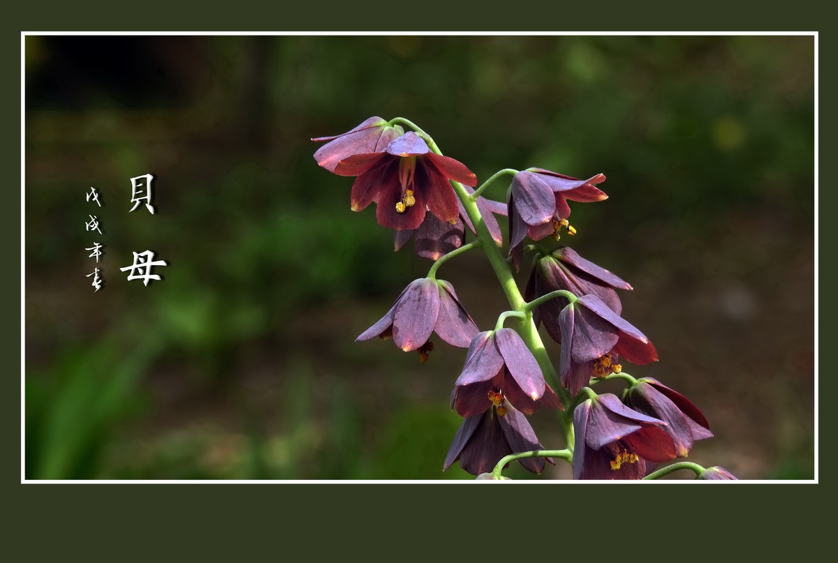 形形色色的贝母花