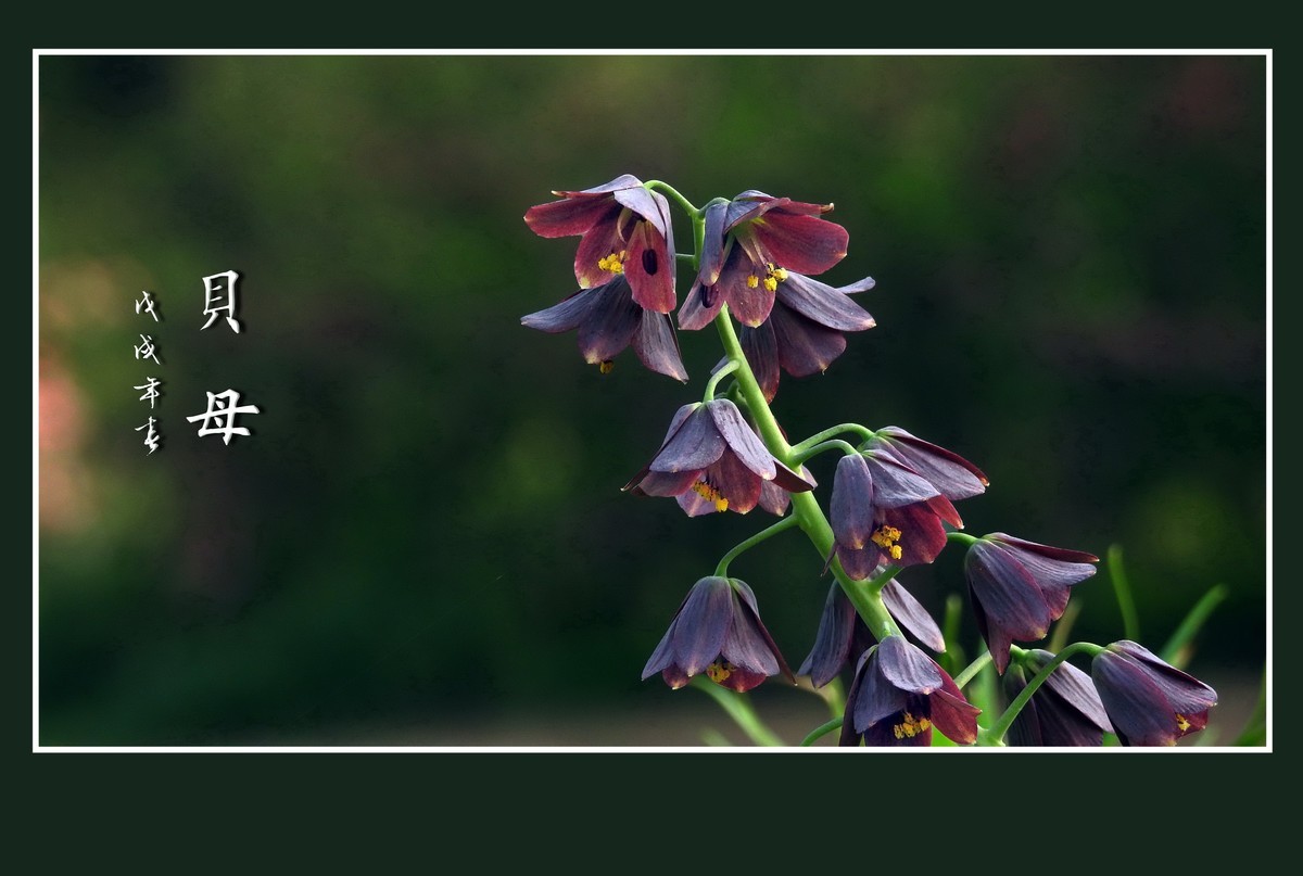 形形色色的贝母花