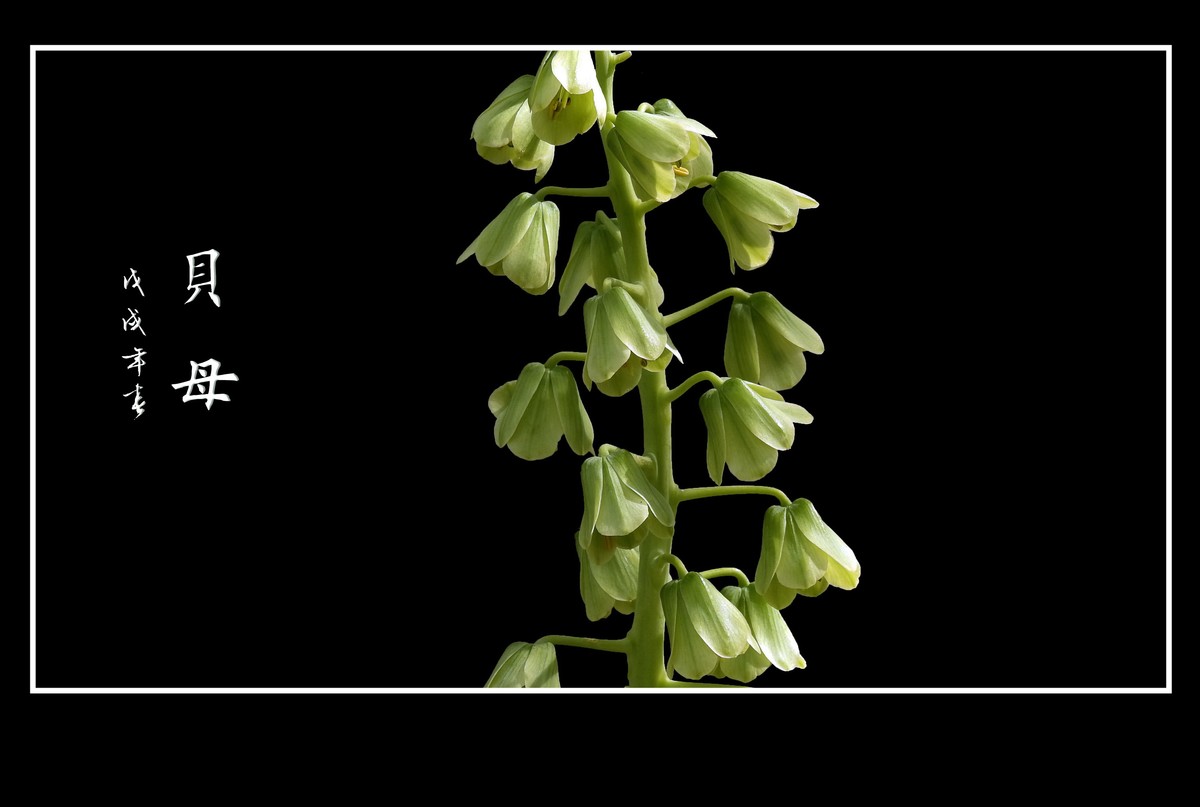 形形色色的贝母花