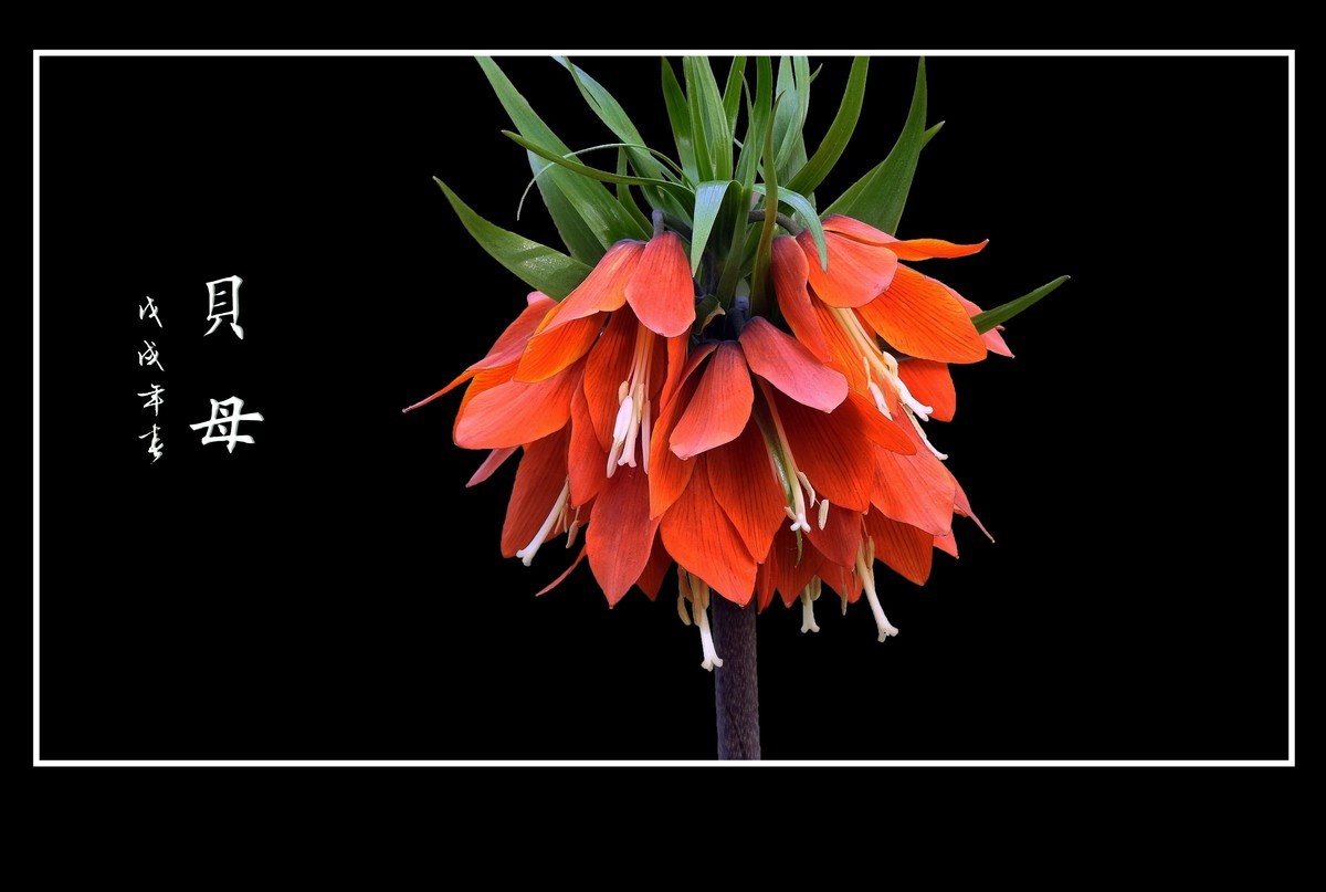 形形色色的贝母花