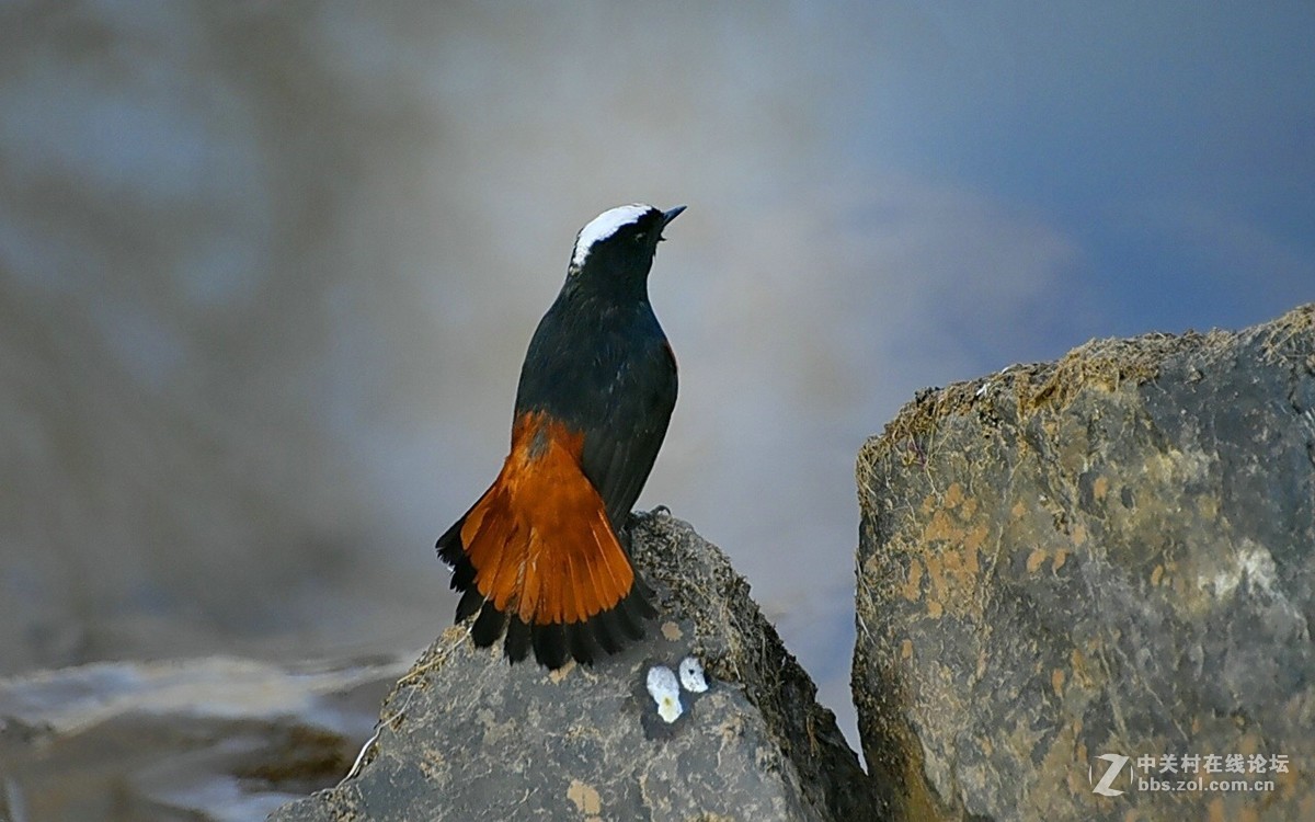 河边拍到的白顶溪鸲鸟