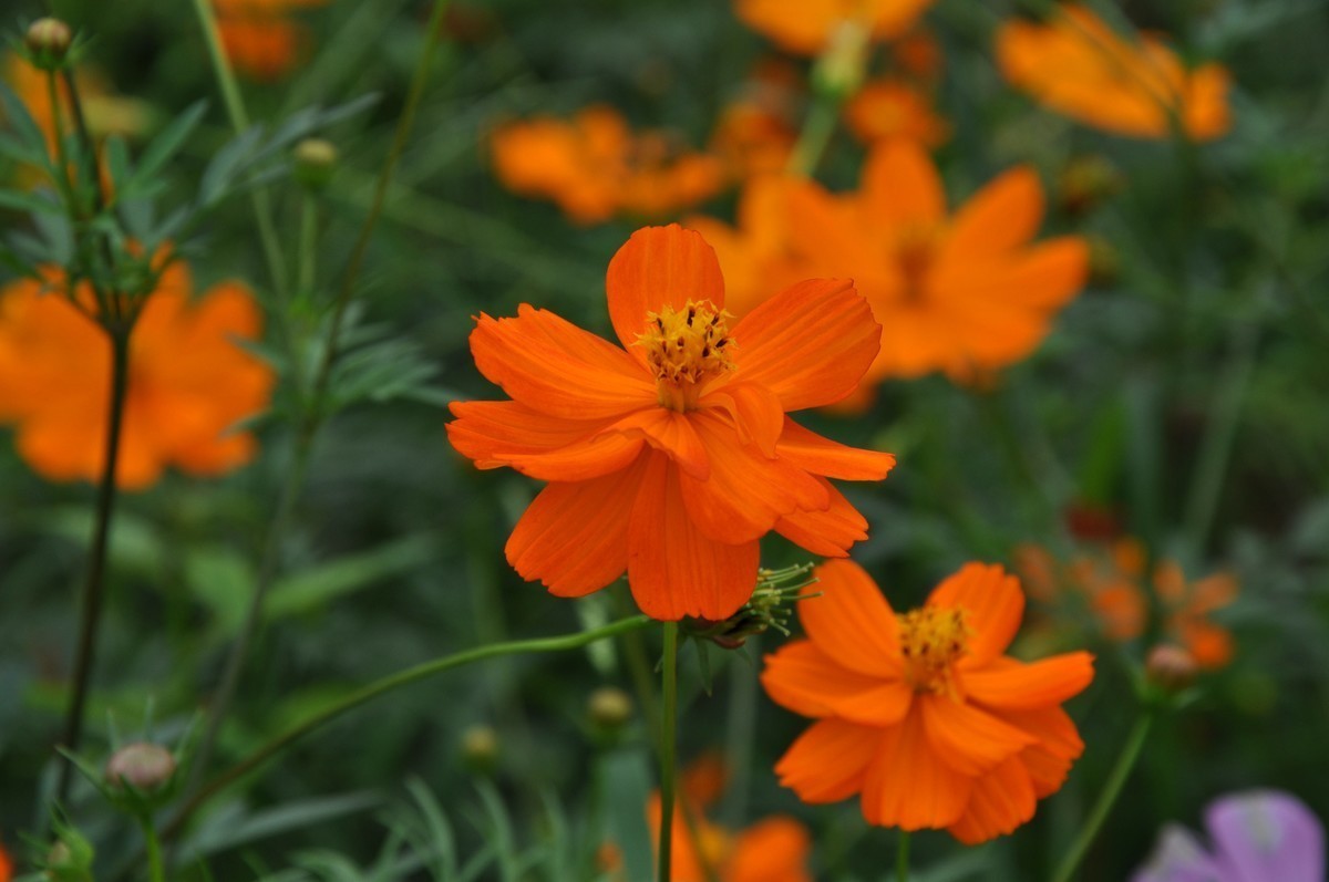 第一次用D5000拍摄，欢迎大家指点