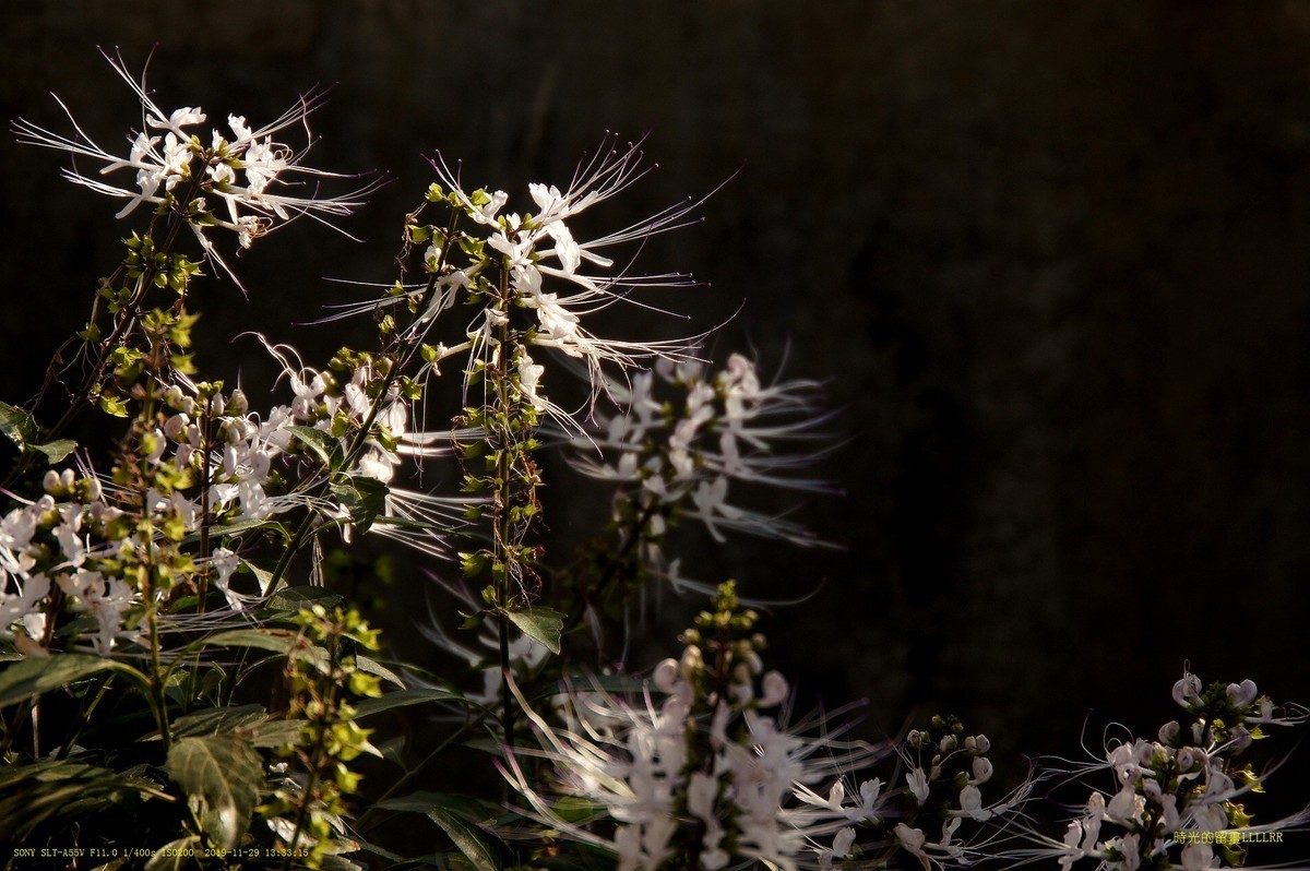 肾茶花  (中草药)