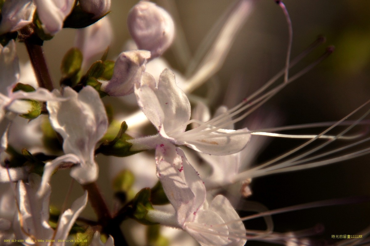 肾茶花  (中草药)