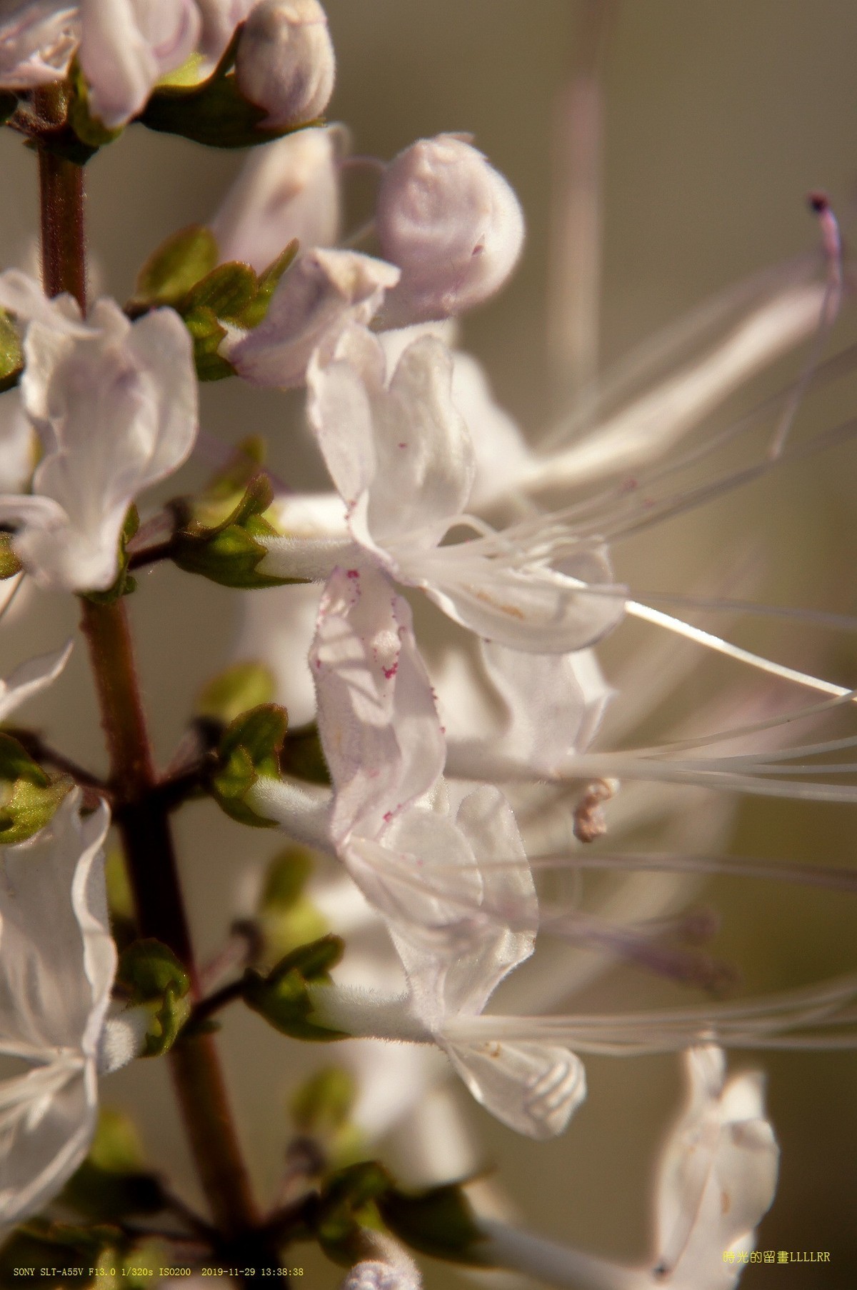 肾茶花  (中草药)