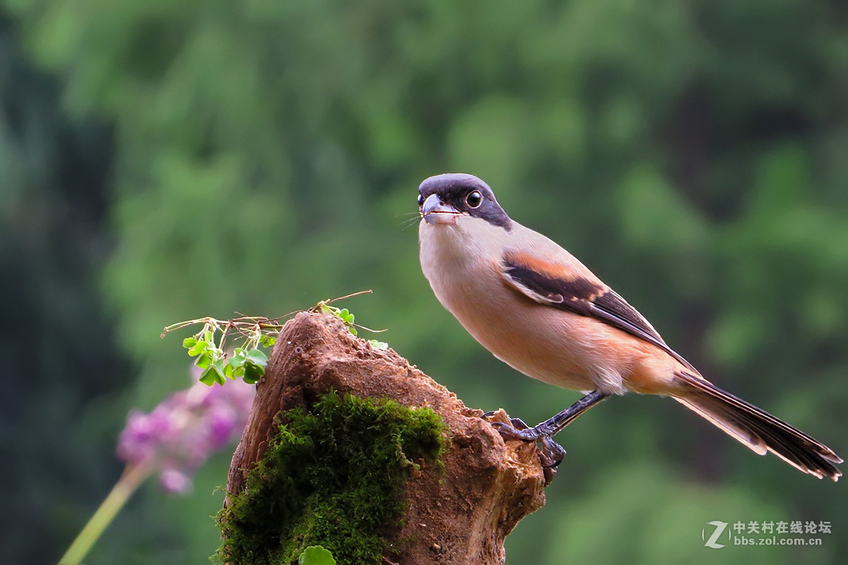 #版主坐堂# 牡丹江星空(中国)（8月份）精华精选