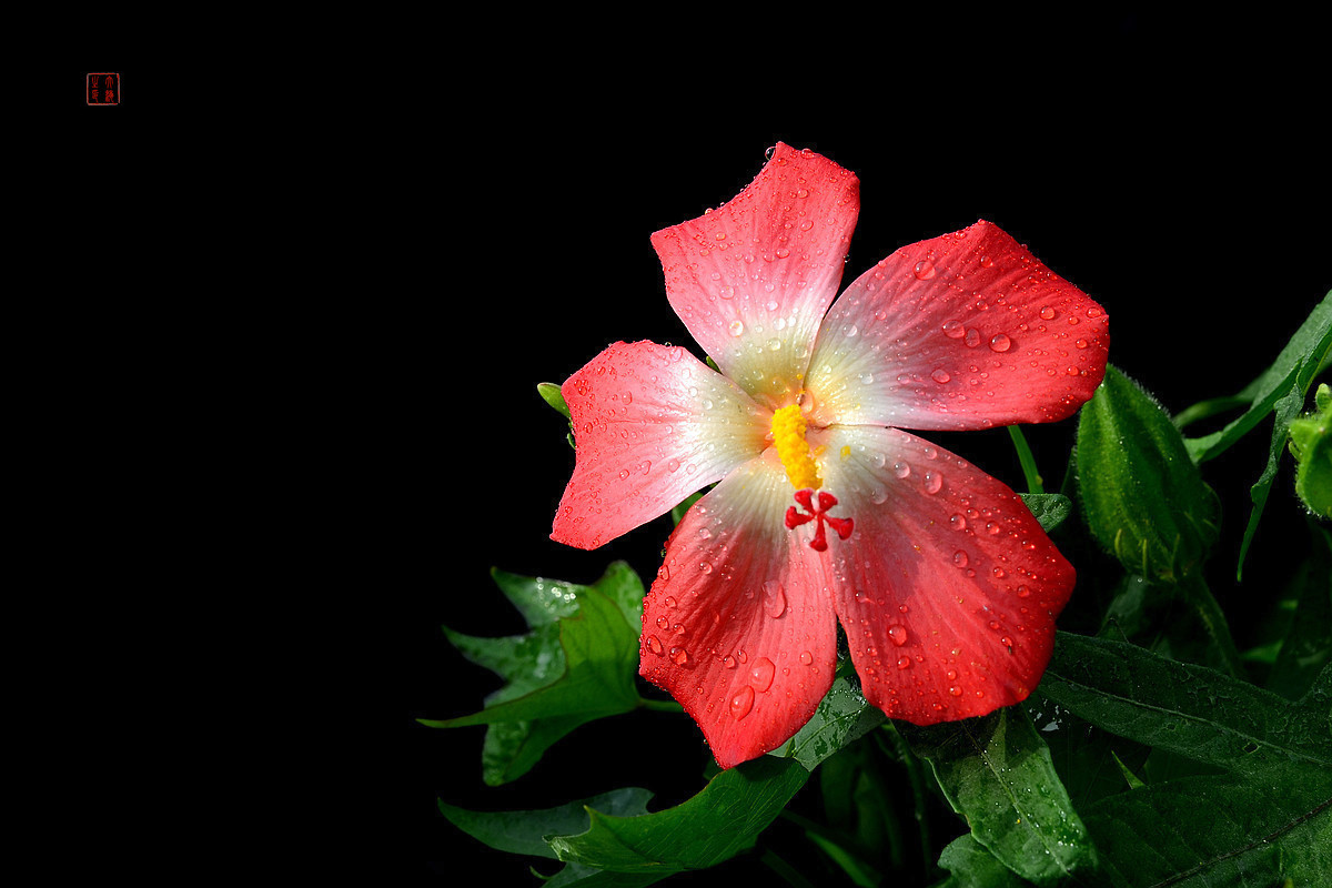 #版主坐堂# 牡丹江星空(中国)（8月份）精华精选