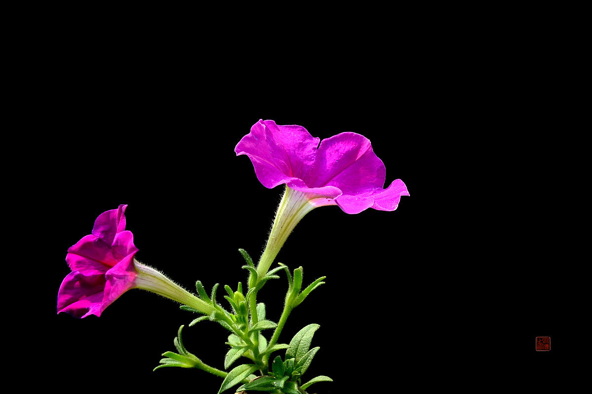 #版主坐堂# 牡丹江星空(中国)（8月份）精华精选