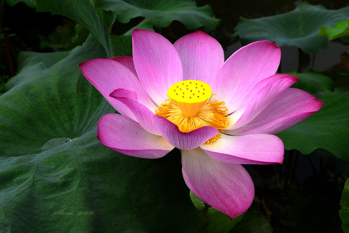 #版主坐堂# 牡丹江星空(中国)（8月份）精华精选