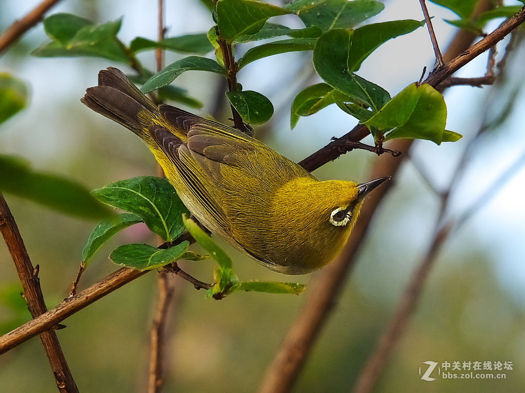 #版主坐堂#小五星空(中国)2016年2月精品荟萃