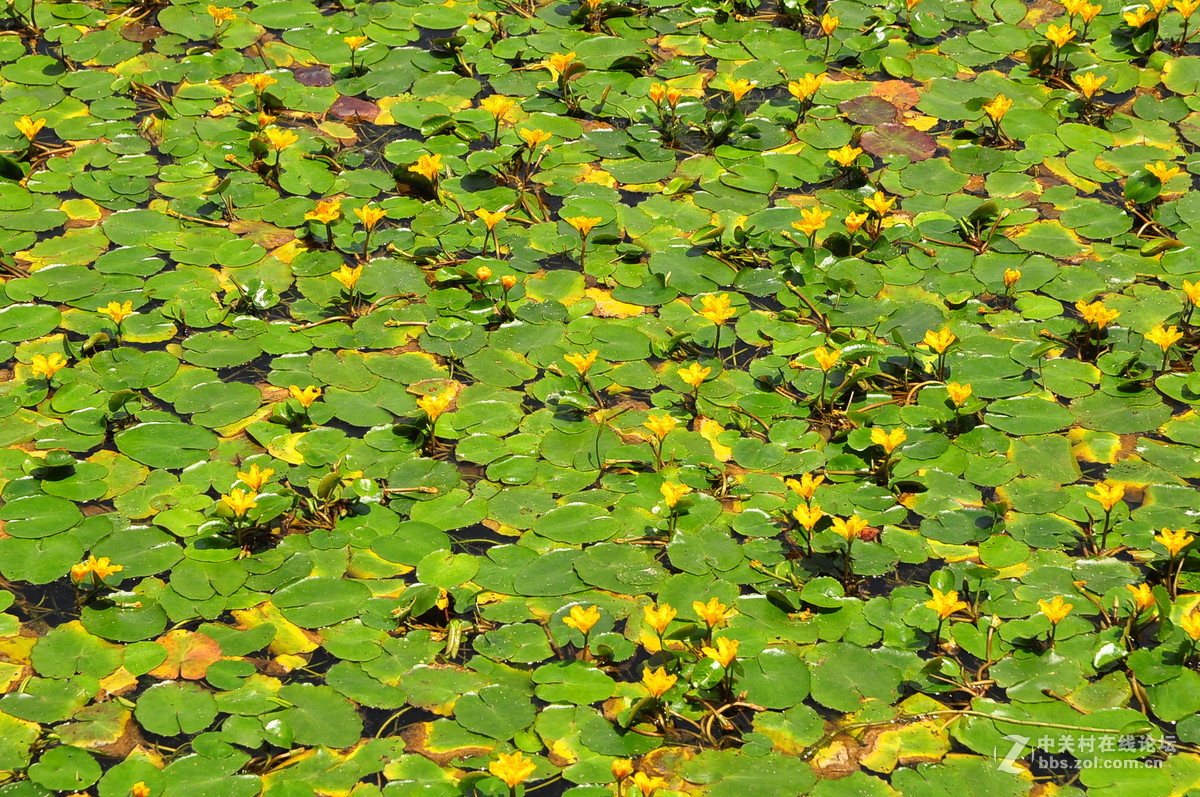 黄花湖--琵琶湖