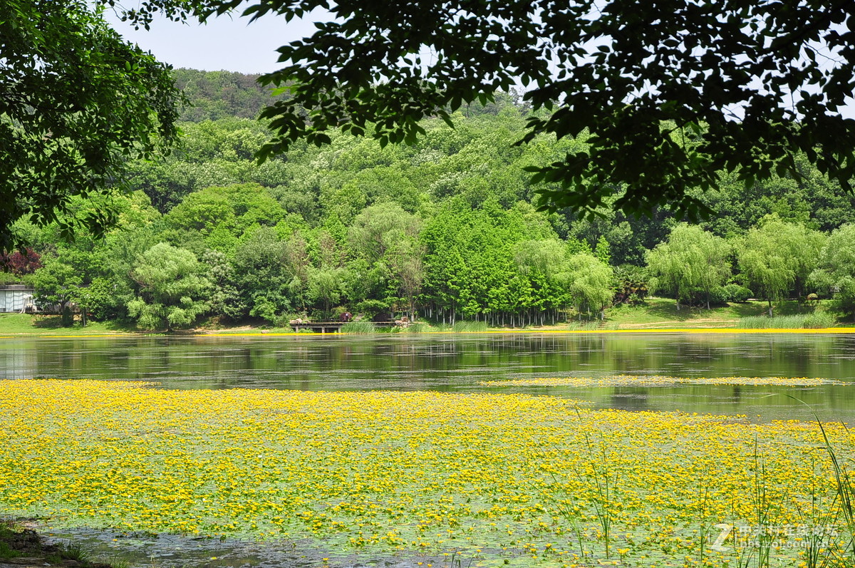 黄花湖--琵琶湖