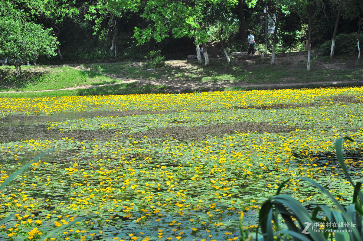 黄花湖--琵琶湖