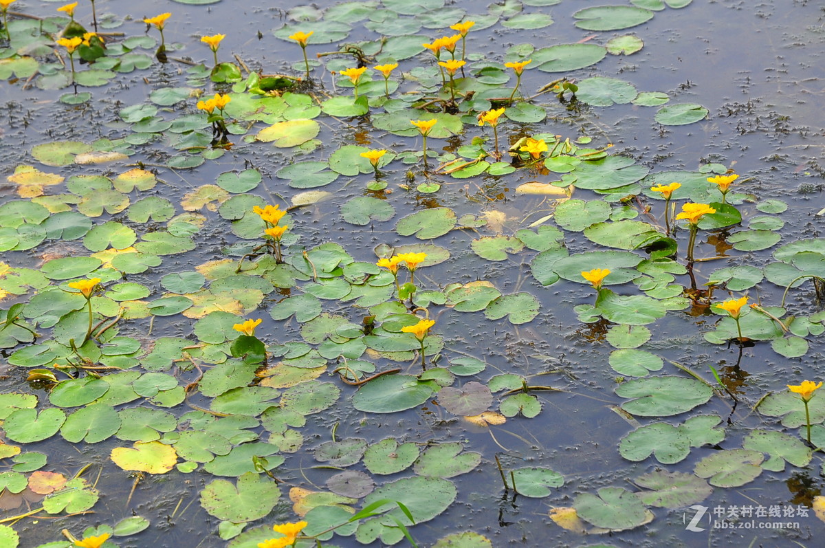黄花湖--琵琶湖