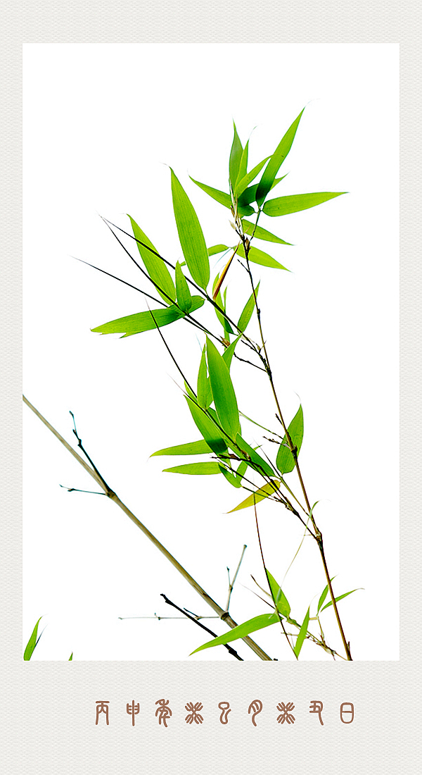 竹叶---中关村在线摄影论坛