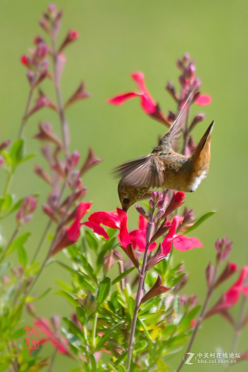 蜂鸟图.       774