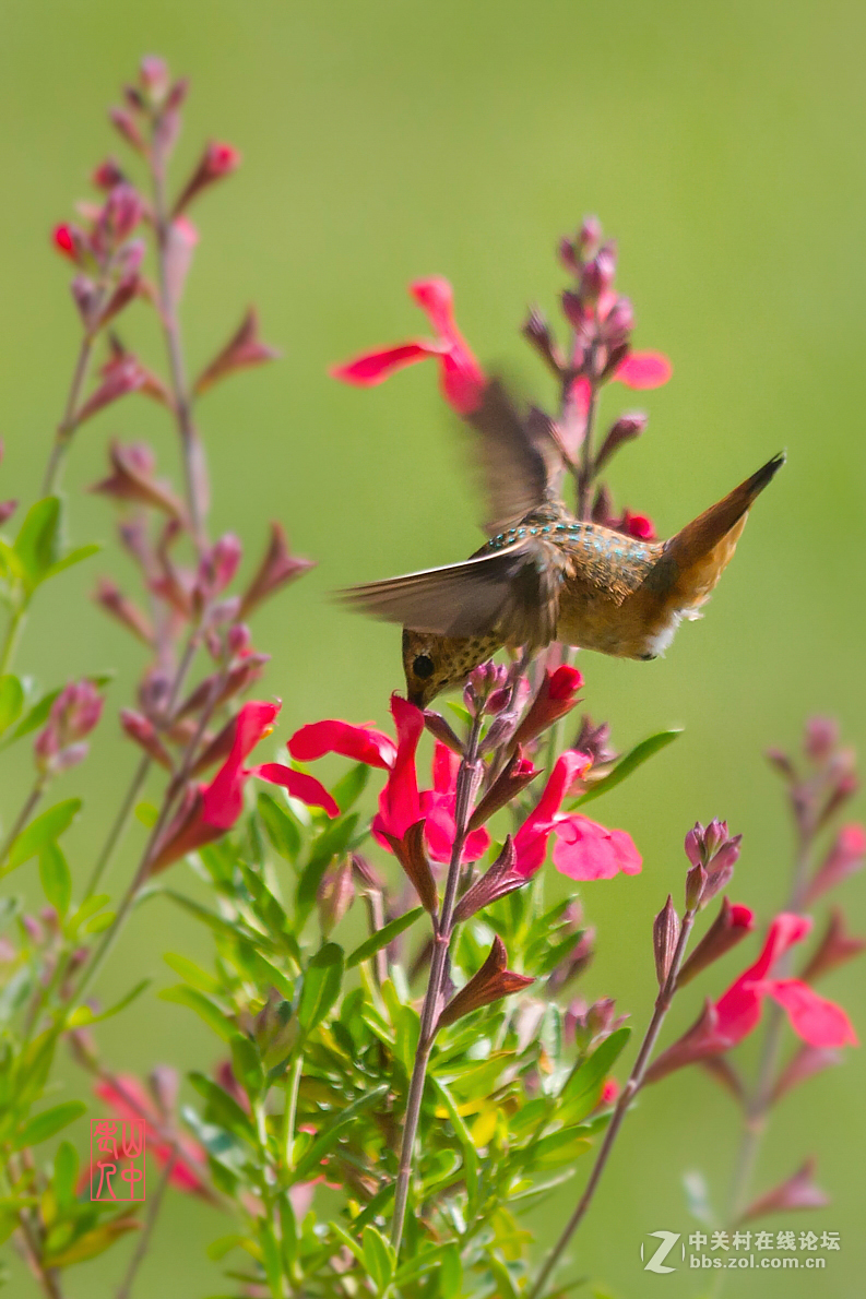 蜂鸟图.       774