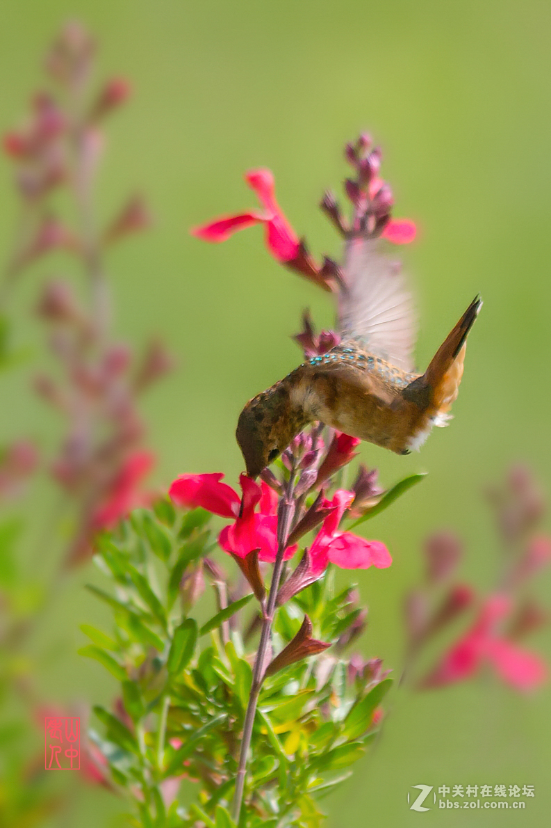 蜂鸟图.       774