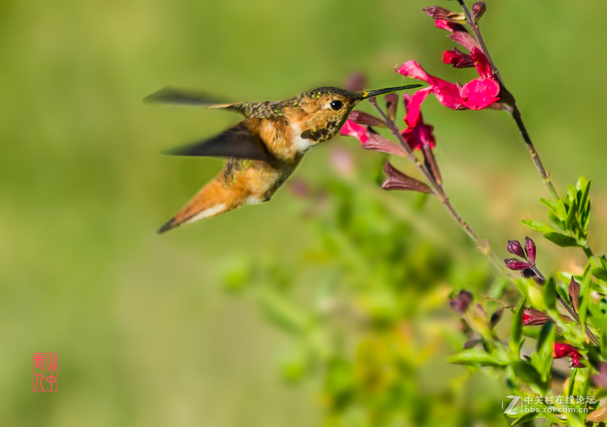 蜂鸟图.       774