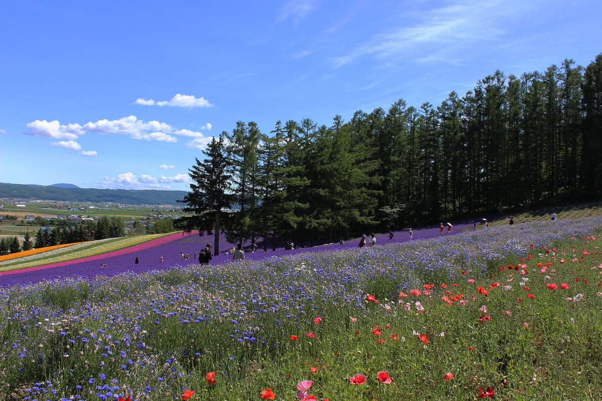 日本  北海道风光