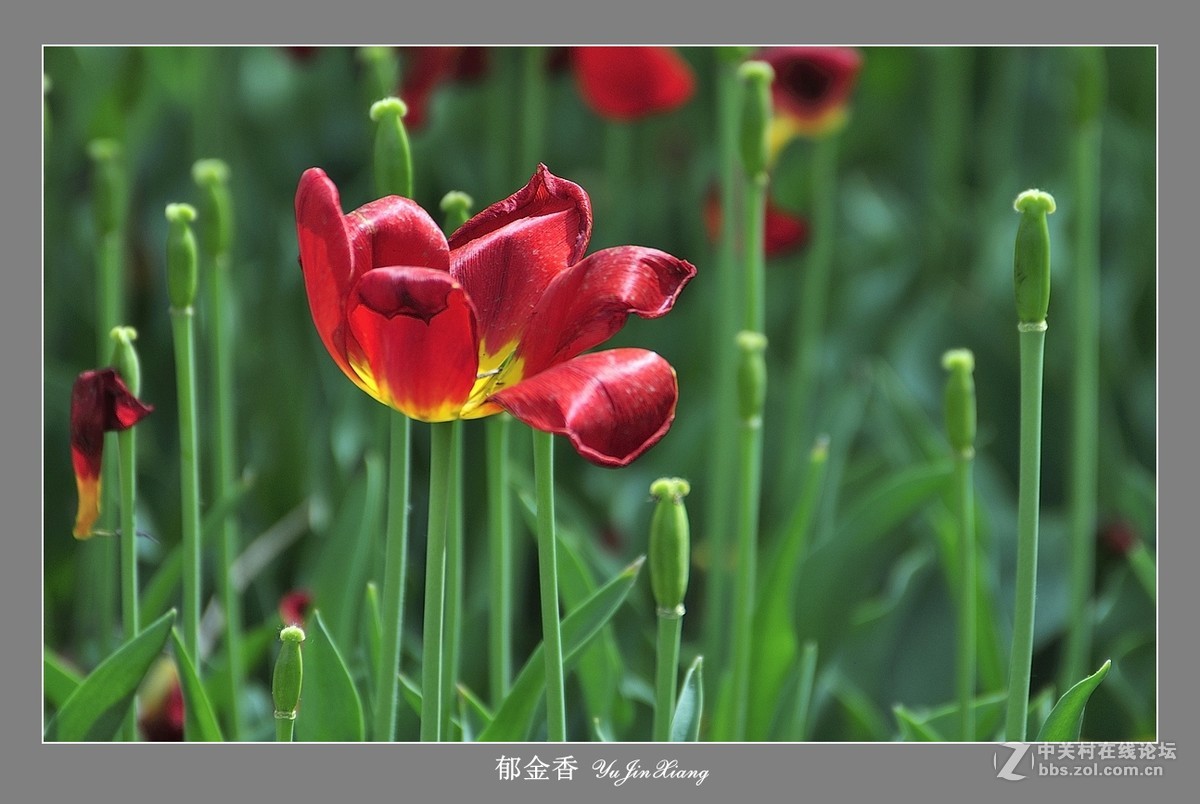 【视觉光影】郁金香（7）