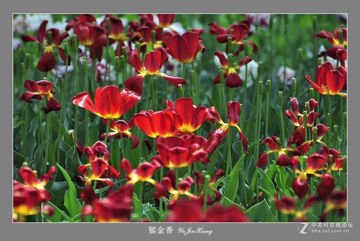 【视觉光影】郁金香（7）