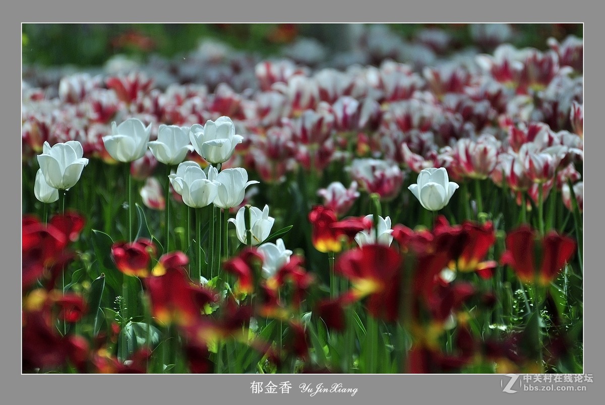 【视觉光影】郁金香（7）