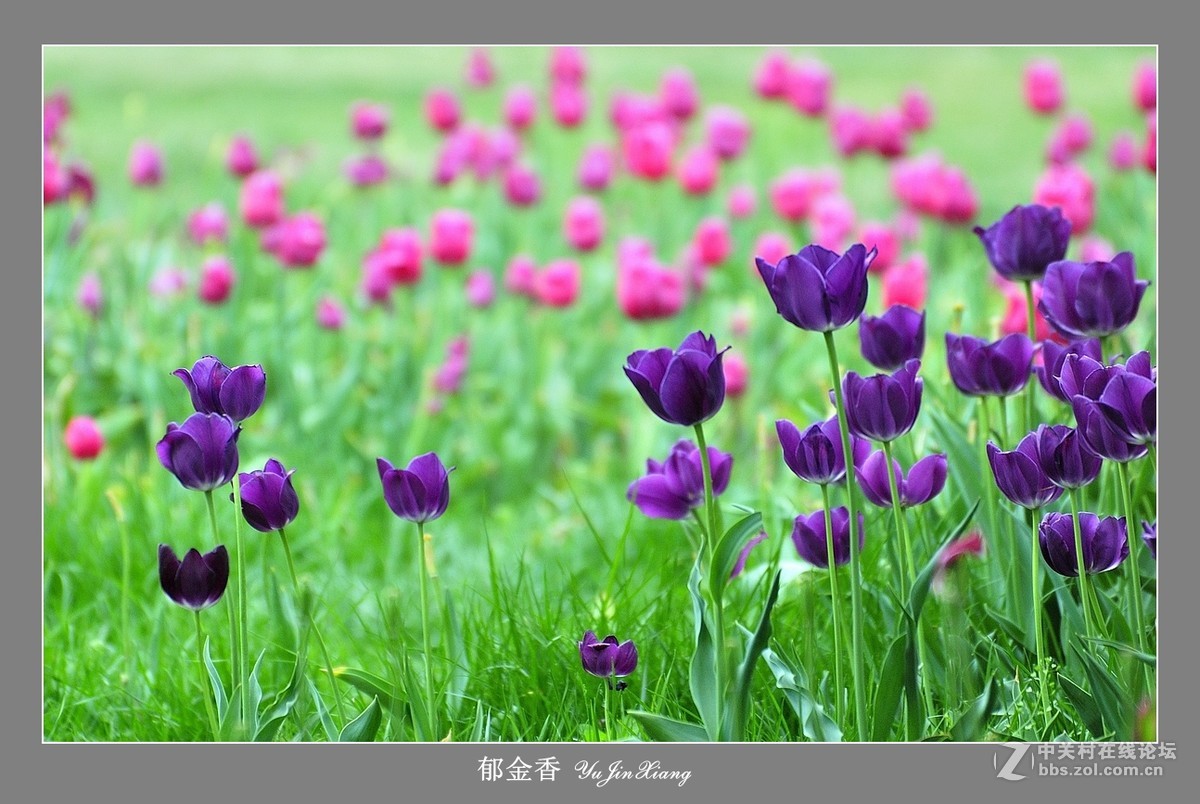 【视觉光影】郁金香（7）