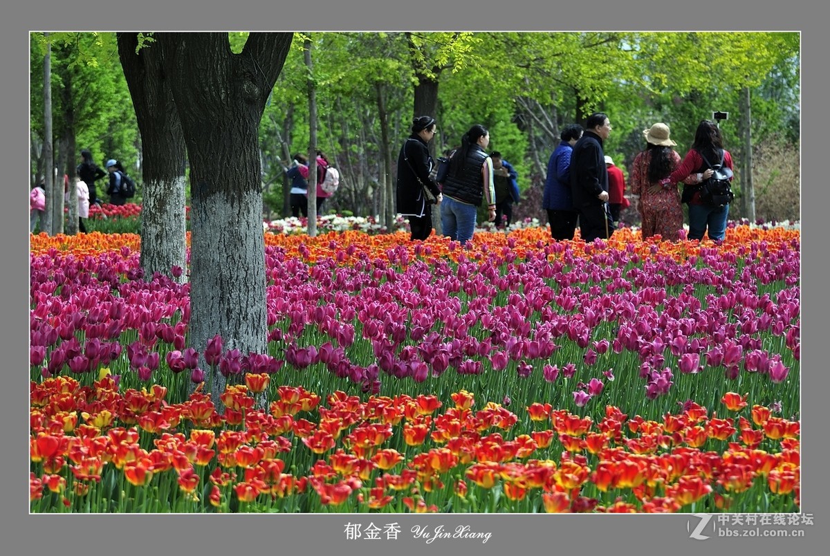 【视觉光影】郁金香（7）