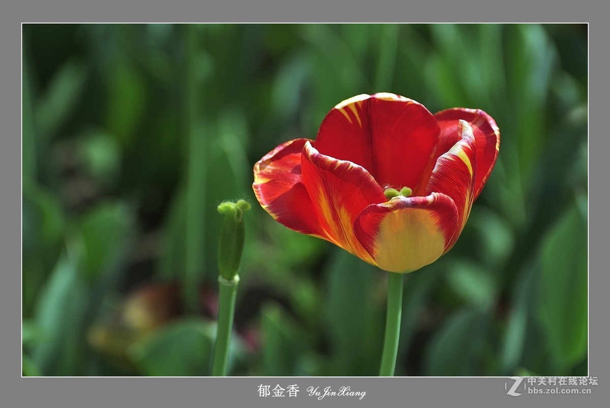 【视觉光影】郁金香（7）