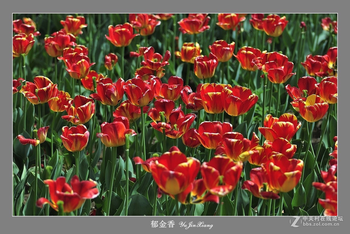 【视觉光影】郁金香（7）