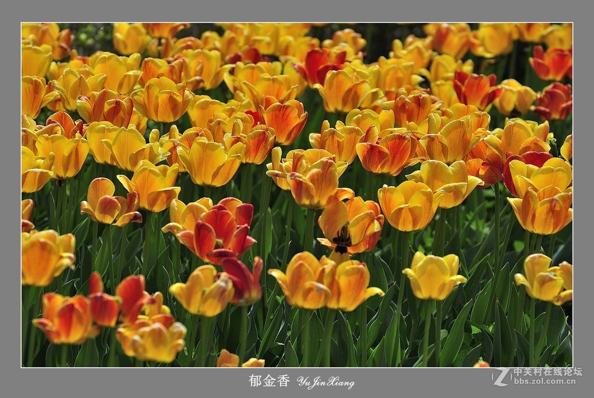 【视觉光影】郁金香（7）