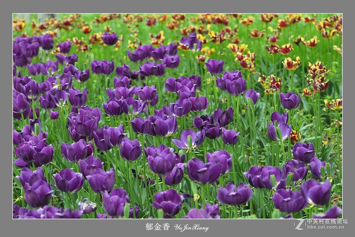 【视觉光影】郁金香（7）