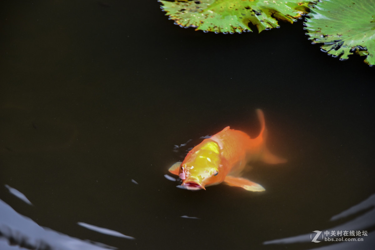 巴厘岛人文记录贴——全程D5500+DX 18-200mm VR II。