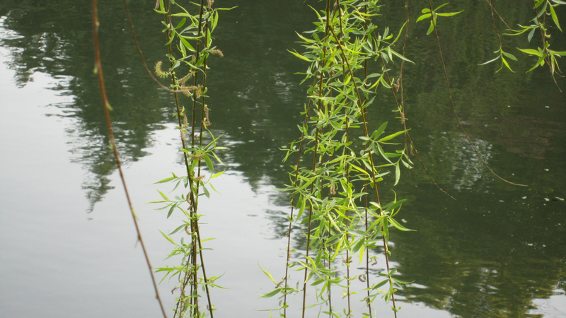 柳浪闻莺植物图片