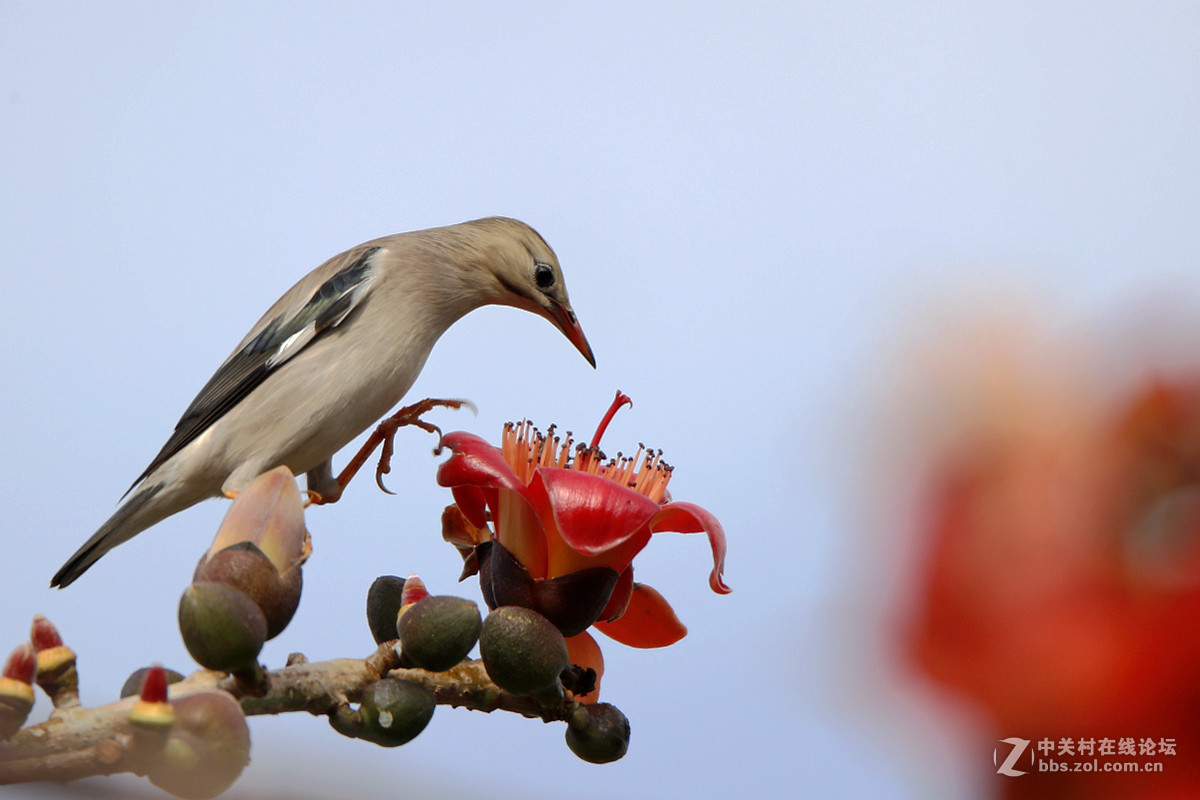 #版主坐堂#腾龙15-30星空(中国)2017年4月精品荟萃