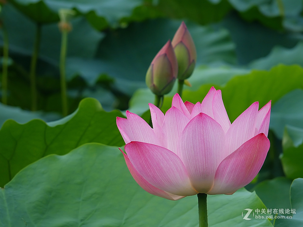 #版主坐堂#腾龙15-30星空(中国)2017年4月精品荟萃