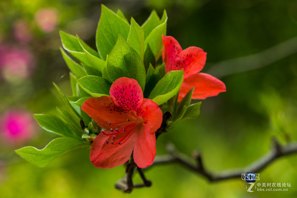 #版主坐堂#腾龙15-30星空(中国)2017年4月精品荟萃