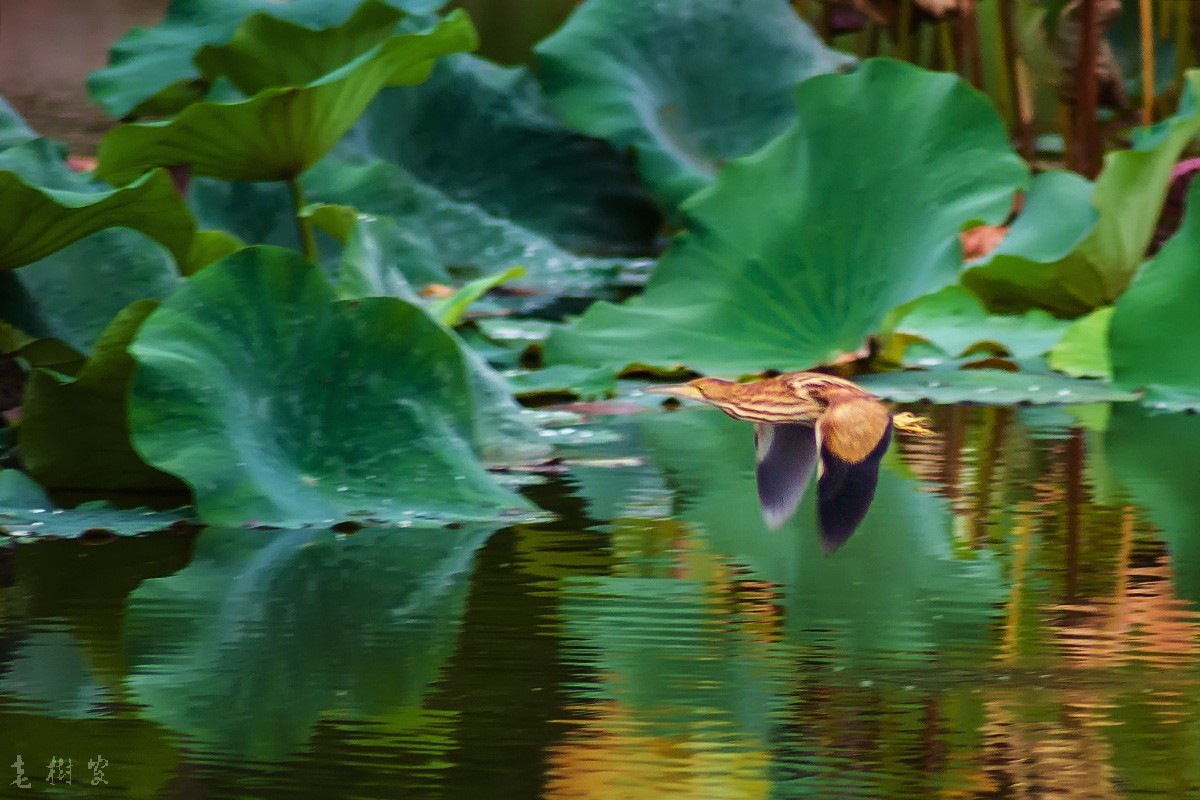 黄苇鹣（动版）