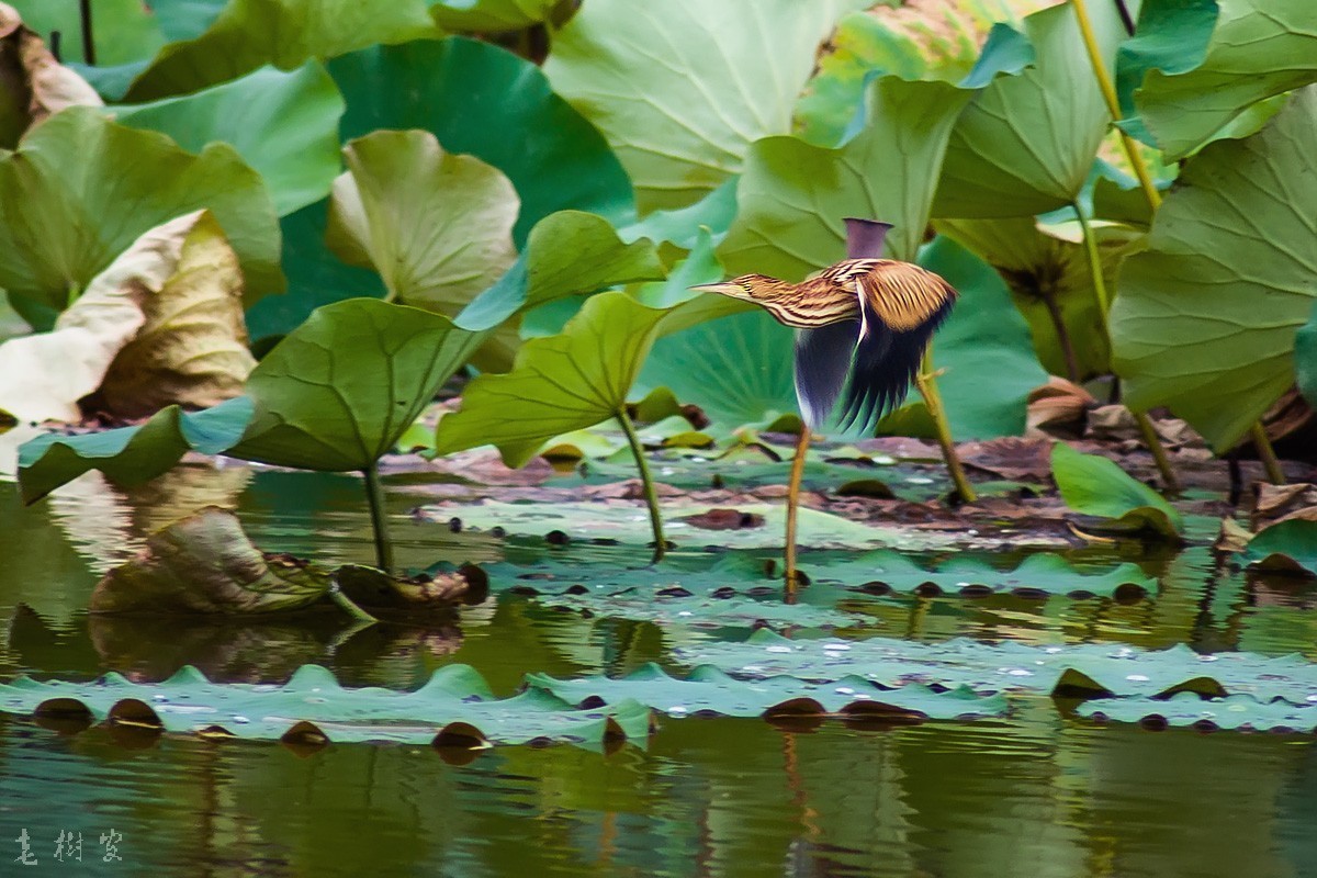 黄苇鹣（动版）