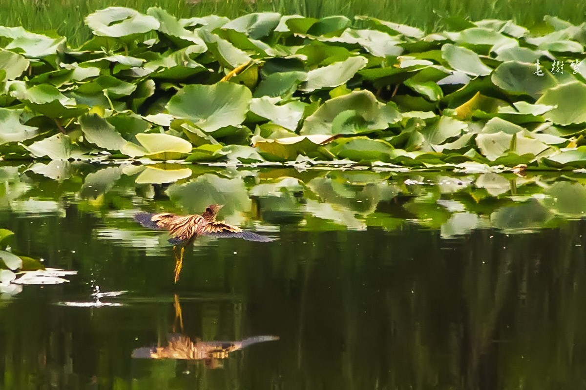 黄苇鹣（动版）