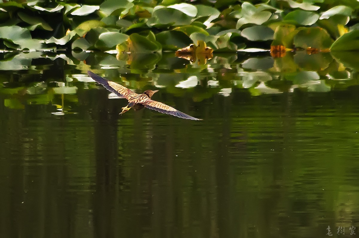 黄苇鹣（动版）
