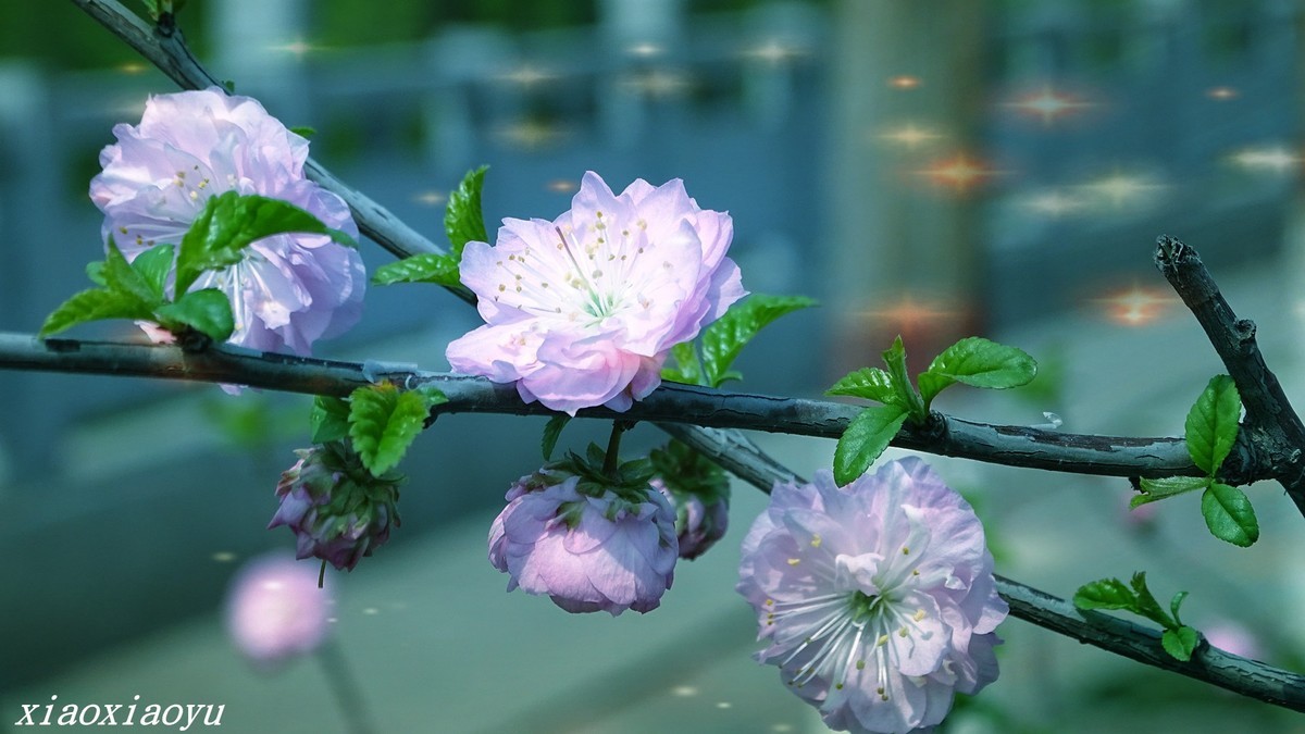 桃花