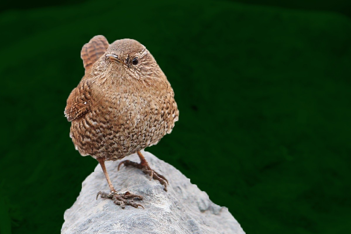 精神抖擞-小鹪鹩