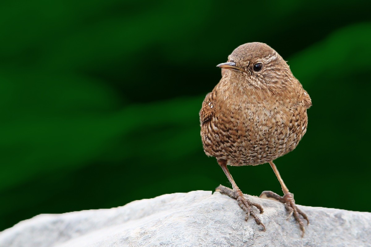 精神抖擞-小鹪鹩