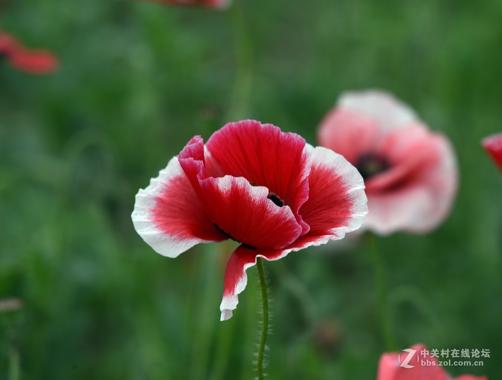 丽春花虞美人