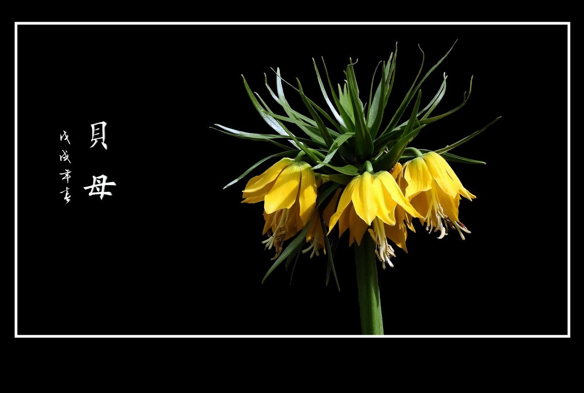 形形色色的贝母花