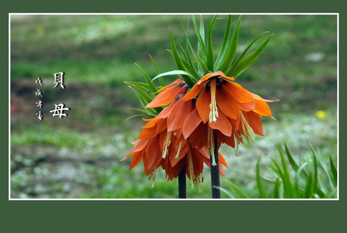 形形色色的贝母花