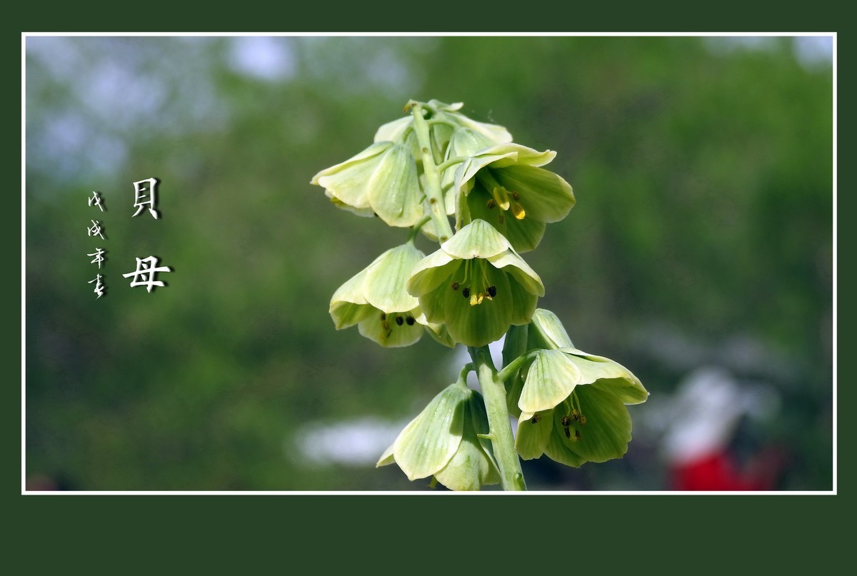 形形色色的贝母花